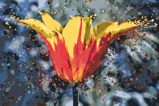Maľovanie podľa čísiel - Rozkvitnutý tulipán Veľkosť: 40x60cm, Rám: Bez rámu, iba plátno