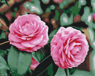 Maľovanie podľa čísiel - Ružové kamélie Veľkosť: 40x50cm, Rám: Bez rámu, iba plátno