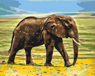 Maľovanie podľa čísiel - Safari - slon Veľkosť: 80x100cm, Rám: Bez rámu, iba plátno