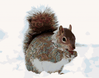 Maľovanie podľa čísiel - Veverička s orieškom Veľkosť: 60x80cm, Rám: Bez rámu, iba plátno