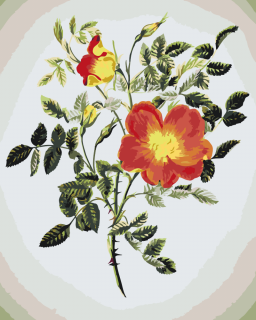 Maľovanie podľa čísiel - Vintage kvety VI Veľkosť: 40x50cm, Rám: Bez rámu, iba plátno