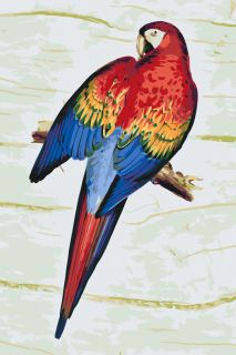 Maľovanie podľa čísiel - Vintage papagáj 2 Veľkosť: 80x120cm, Rám: Bez rámu, iba plátno