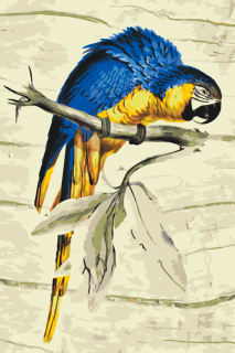 Maľovanie podľa čísiel - Vintage papagáj Veľkosť: 40x60cm, Rám: Bez rámu, iba plátno