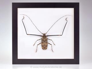 Acrocinus longimanus
