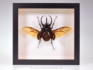 Chalcosoma atlas