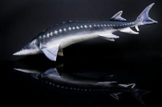 VANKÚŠ JESETER 60cm (VANKÚŠ JESETER 60cm)