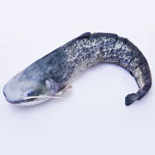 VANKÚŠ SUMEC VEĽKÝ 62cm (VANKÚŠ SUMEC VEĽKÝ 62cm)