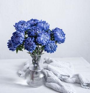 Obraz na plátne - Blue chrysanthemums