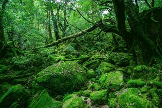 Obraz na plátne - Green forest