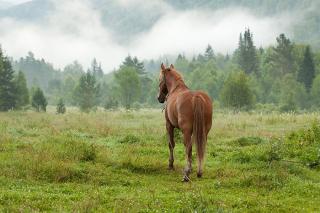 Obraz na plátne - Horse in nature