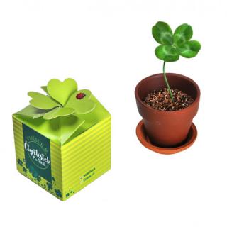 Štvorlístok pre šťastie v zelenej darčekovej krabičke (vypestuj si )
