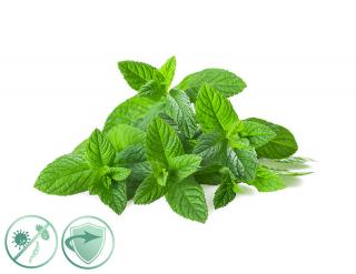 Mint Fresh dezinfekčný aroma olej 5 l