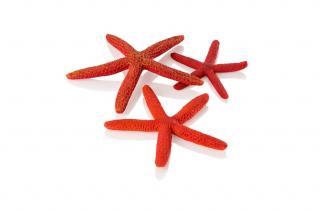Starfish - hviezdica  červená (48356)