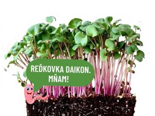 Reďkovka Daikon hmotnosť: 25g