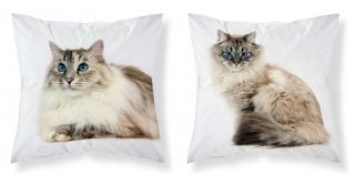 DETEXPOL Obliečka na vankúšik Mačka modroočko  Polyester, 40/40 cm