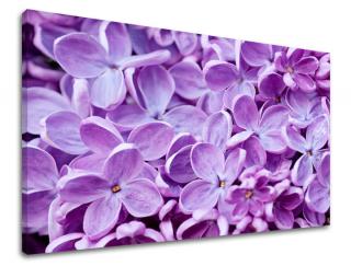 Obraz na stenu Zľava -15% KVETY KV046E11 (Od 50€ Kuriér ZDARMA)