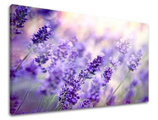 Obraz na stenu Zľava -15% KVETY KV070E11 (Od 50€ Kuriér ZDARMA)