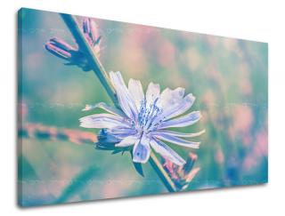 Obraz na stenu Zľava -15% KVETY KV078E11 (Od 50€ Kuriér ZDARMA)