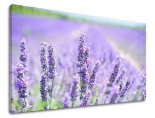 Obraz na stenu Zľava -15% KVETY KV092E11 (Od 50€ Kuriér ZDARMA)