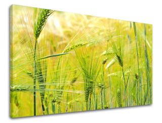 Obraz na stenu Zľava -15% RASTLINY RA003E11 (Od 50€ Kuriér ZDARMA)