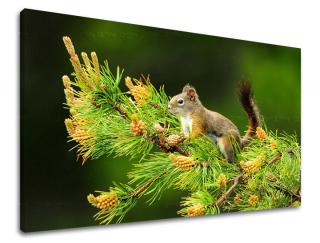 Obraz na stenu Zľava -15% ZVIERATÁ ZV013E11 (Od 50€ Kuriér ZDARMA)