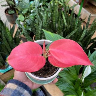 AGLAONEMA - RED STAR