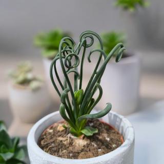 ALBUCA SPIRALIS