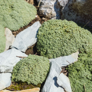 ARENARIA LITHOPS