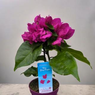 BOUGAINVILLEA (BUGENVILEA) - VERA DEEP PURPLE