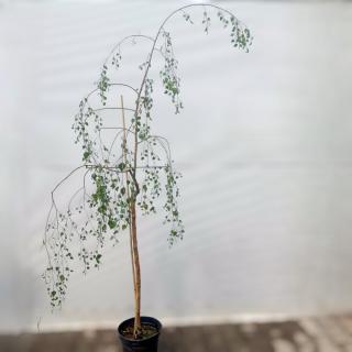 BREZA PREVISNUTÁ - YOUNGII (NA KMIENKU) Výška rastliny: 100 - 130 cm