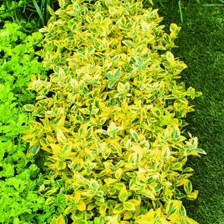 BRŠLEN FORTUNOV - EMERALD N GOLD Výška rastliny: 10 - 30 cm