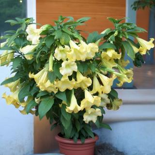 BRUGMANSIA VOŇAVÁ - ANJELSKE TRUBKY