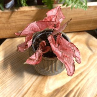 CALADIUM BUBBLE