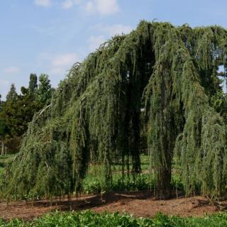 CÉDER LIBANONSKÝ - PENDULA