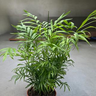 CHAMAEDOREA ELEGANS