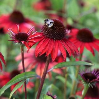 ECHINACEA - FOUNTAIN RED