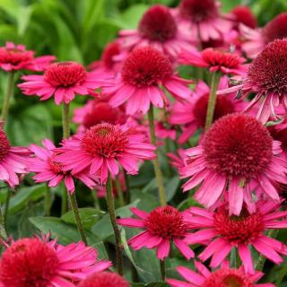 ECHINACEA PURPUREA - DELICIOUS CANDY