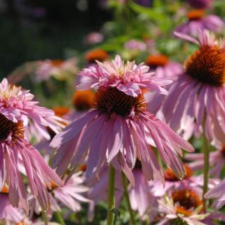 ECHINACEA PURPUREA - DOUBLE DECKER