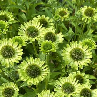 ECHINACEA PURPUREA - GREEN JEWEL