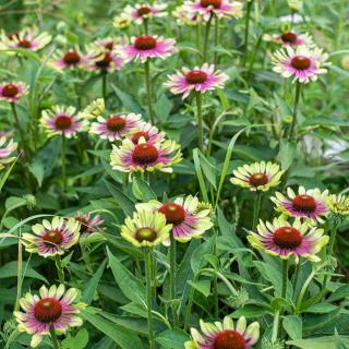 ECHINACEA PURPUREA - GREEN TWISTER