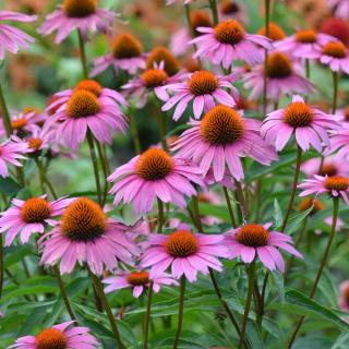 ECHINACEA PURPUREA - MAGNUS (ROSE)