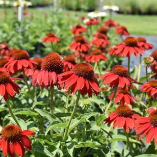 ECHINACEA PURPUREA - RED