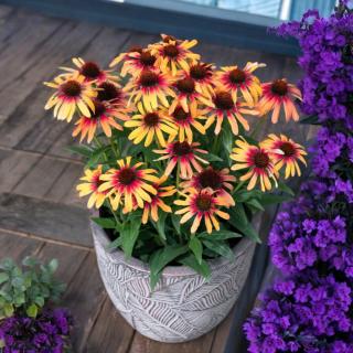 ECHINACEA PURPUREA - TEQUILA SUNRISE