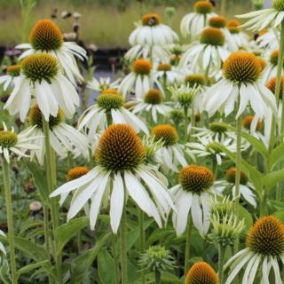 ECHINACEA PURPUREA - WHITE