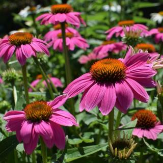 ECHINACEA PURPUROVÁ