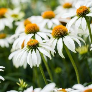 ECHINACEA PURPUROVÁ - BIELA (ALBA)