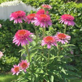 ECHINACEA PURPUROVÁ - BUTTERFLY KISSES