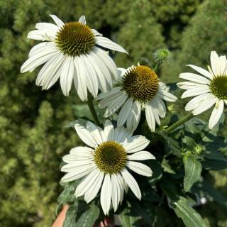 ECHINACEA PURPUROVÁ - COMPACT WHITE