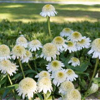 ECHINACEA PURPUROVÁ - DELICIOUS NOUGAT