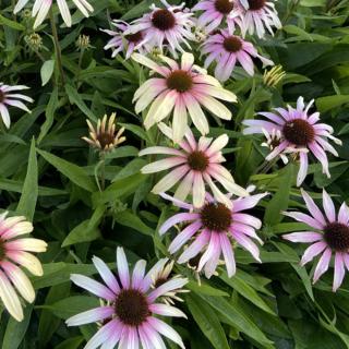 ECHINACEA PURPUROVÁ - FOUNTAIN PINK EYE